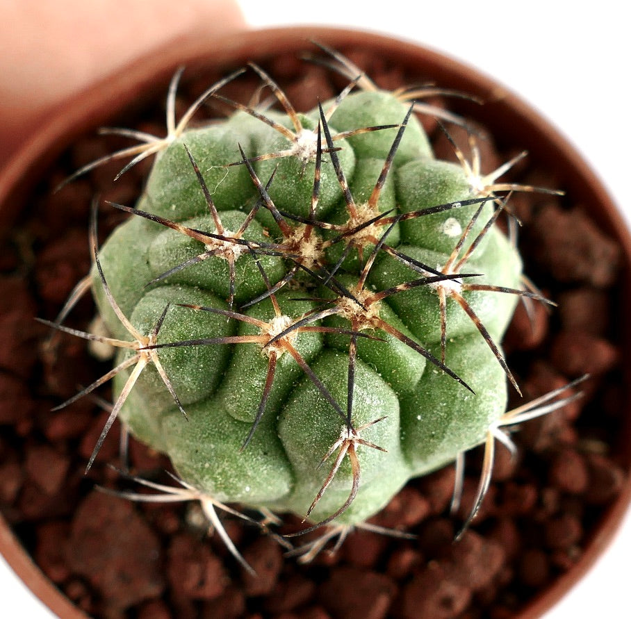 Copiapoa goldii sjelden sukkulent kaktus med mørke torner og teksturert grønn kropp