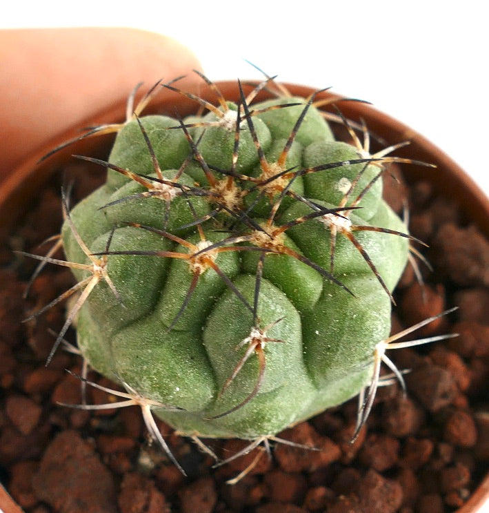 Copiapoa goldi liten rund kaktus med lange mørke pigger og grønn teksturert kropp