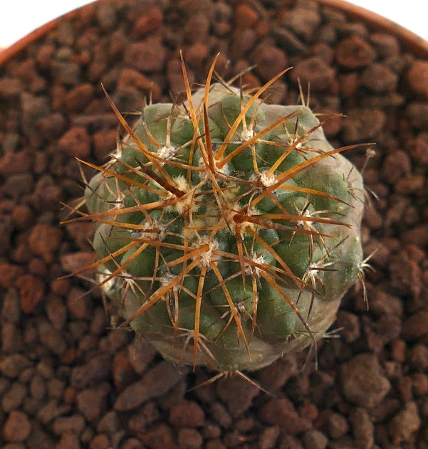 Copiapoa goldii