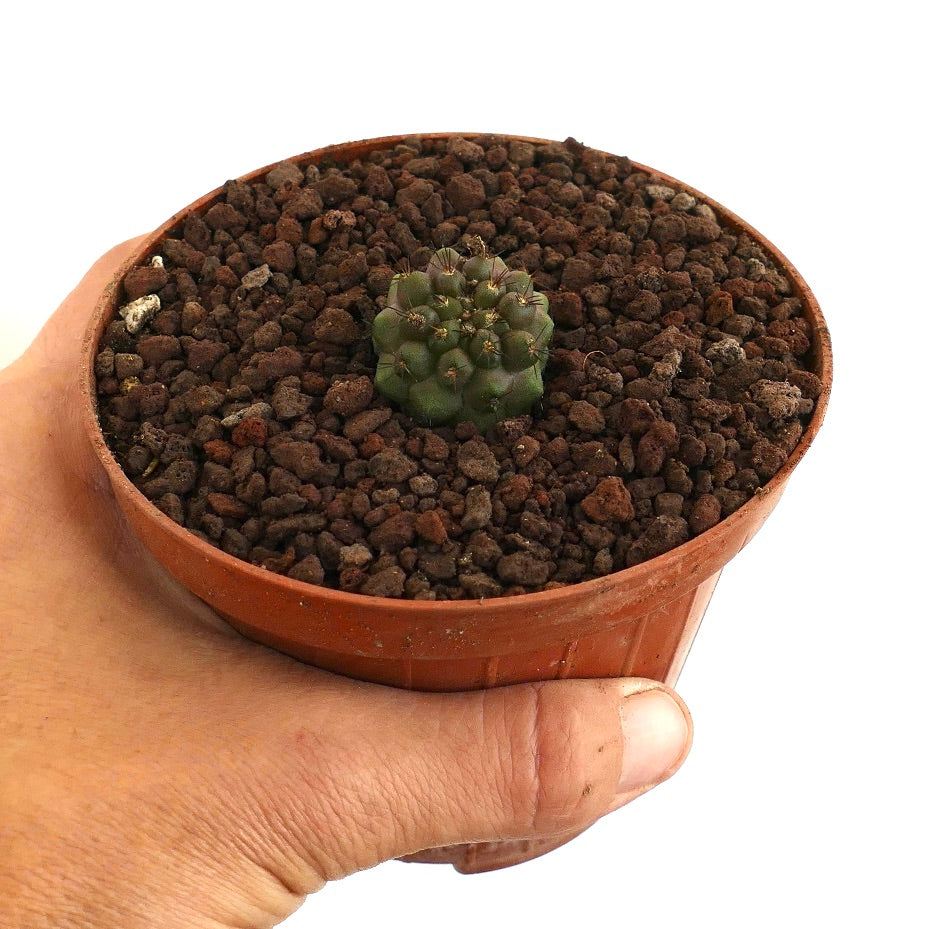 Copiapoa goldii