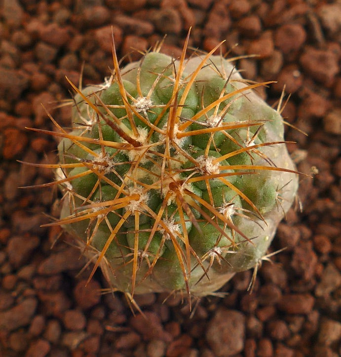 Copiapoa goldii