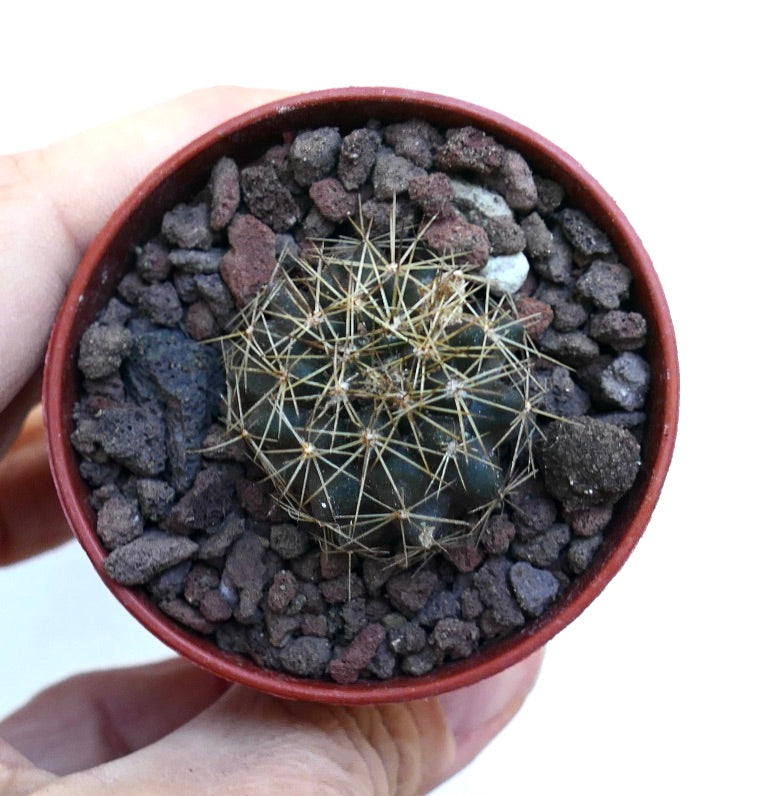 Copiapoa goldii SPF41