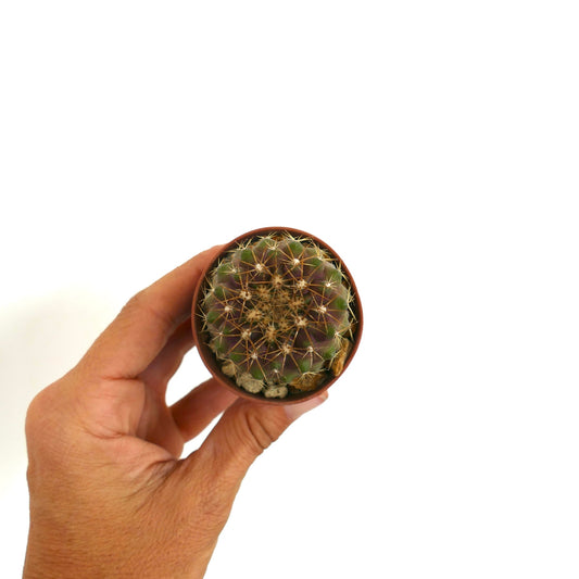 Copiapoa goldii rare small succulent cactus with golden spines in terracotta pot