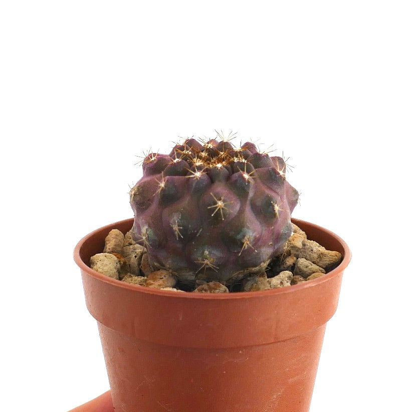 Copiapoa goldii | Botanical Archive | Rare Cactus Finds