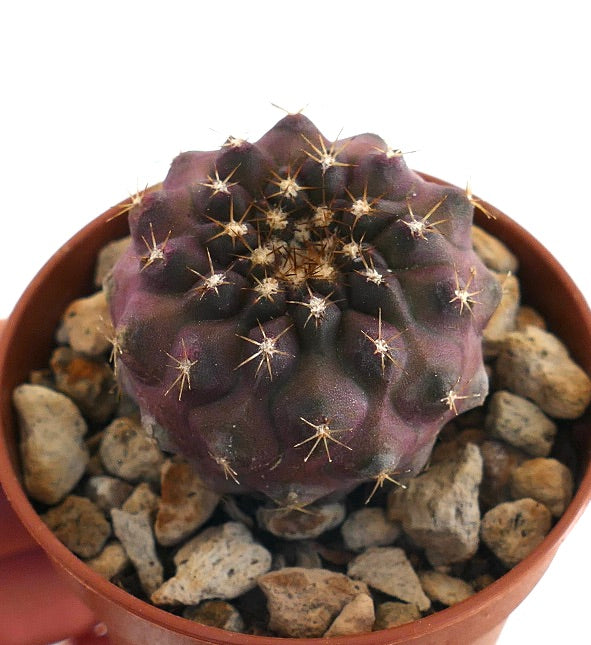 Copiapoa goldii | Botanical Archive | Rare Cactus Finds