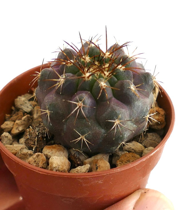 Rare Chilean cactus with globular body, violet-green tones, woolly areoles and sharp golden-brown spines, potted in rocky soil.