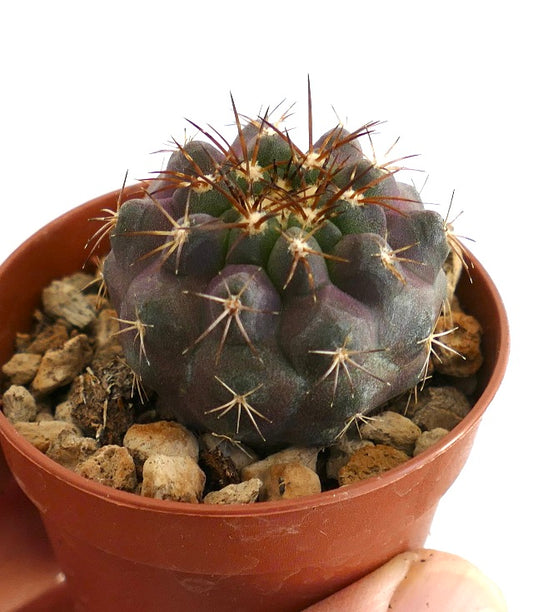 Rare Chilean cactus with globular body, violet-green tones, woolly areoles and sharp golden-brown spines, potted in rocky soil.