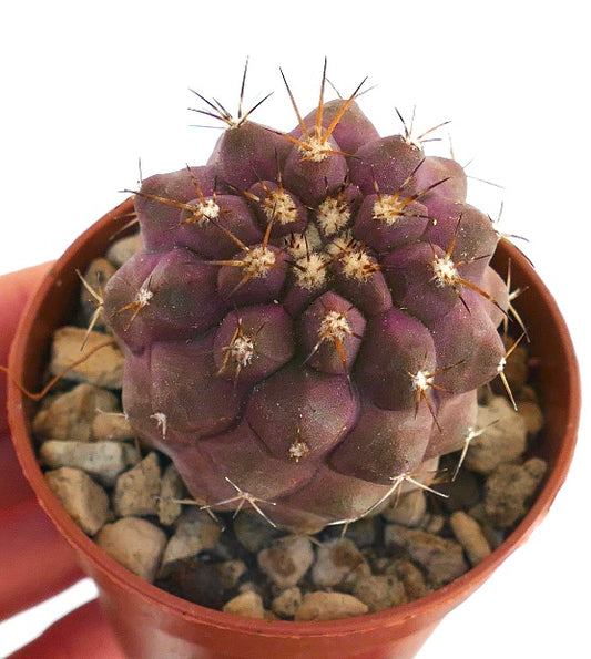 Copiapoa goldii rare purple cactus with prominent spines and tuberculate structure