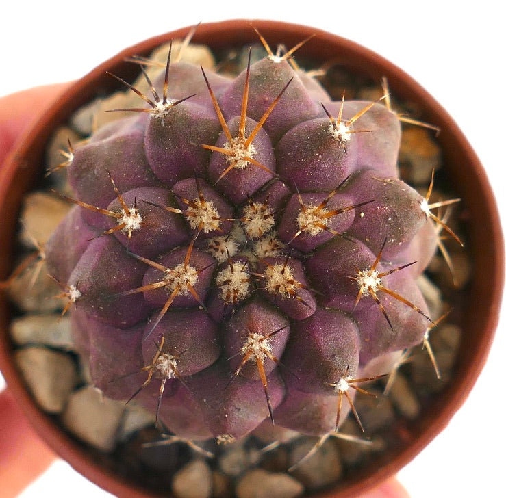 코피아포아 골디이 희귀 보라색 다육 선인장 뾰족한 가시가 있는 화분