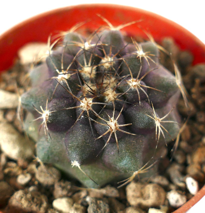 コピアポア　シネレア v.ゴルディー JMT457 1苗 コピアポア シネレア v.ゴルディー JMT457 1苗 コピアポア