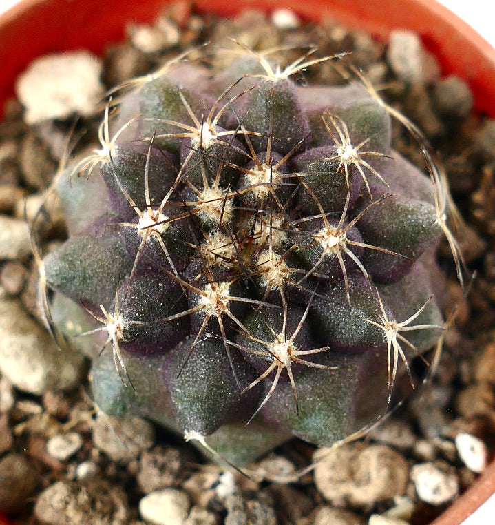 コピアポア・ゴルディイ | Botanical Archive | ユニークなサボテン