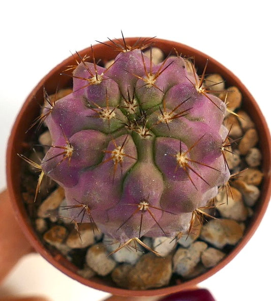 Copiapoa goldii rare purple succulent cactus with short spines in pot