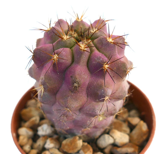 Copiapoa goldii rare succulent cactus with purple body and short spines in pot