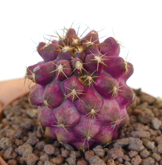 Copiapoa goldii rare purple succulent cactus with sharp golden spines and textured surface