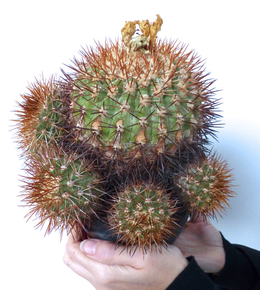 Copiapoa goldii rare cactus with dense brown spines and green rounded stems in pot