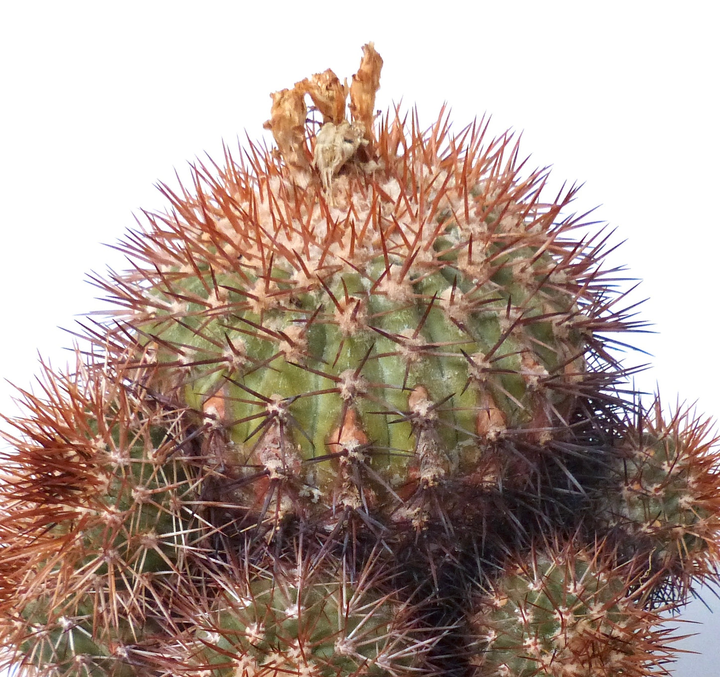 Copiapoa goldii rare cactus with dense reddish spines and green ribbed body succulent specimen