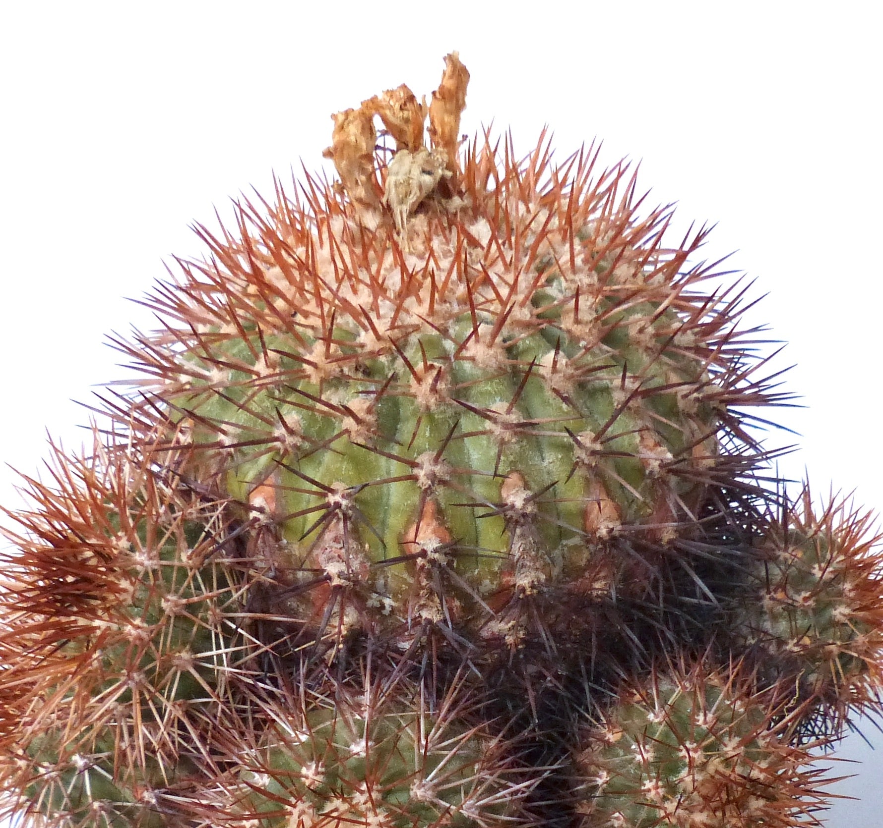 Copiapoa goldii rare cactus with dense reddish spines and green ribbed body succulent specimen