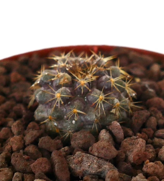 Copiapoa goldii small rare cactus seedling with yellow spines and textured surface