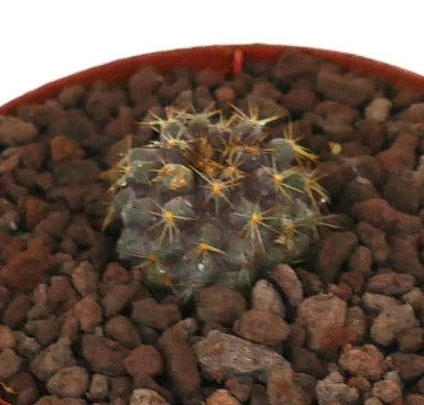 Copiapoa goldii small succulent cactus seedling with yellow spines and textured surface
