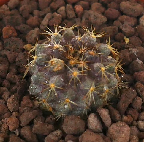 Copiapoa goldii small succulent cactus with yellow spines and purple-green body