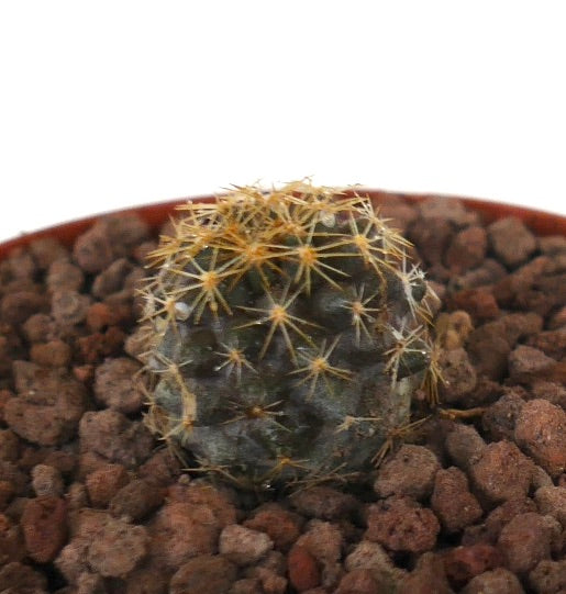 Copiapoa goldii small succulent cactus with golden spines and rounded shape in rocky soil