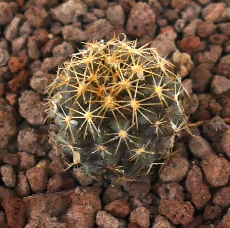 Copiapoa goldii small succulent cactus with dense golden spines on rocky soil