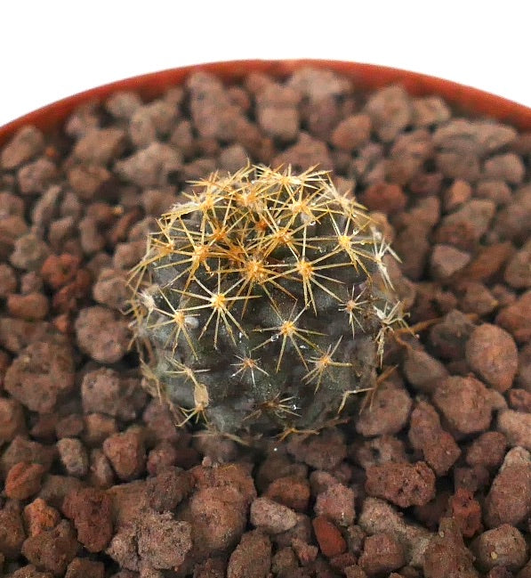 Copiapoa goldii small cactus with dense golden spines and rounded dark green body