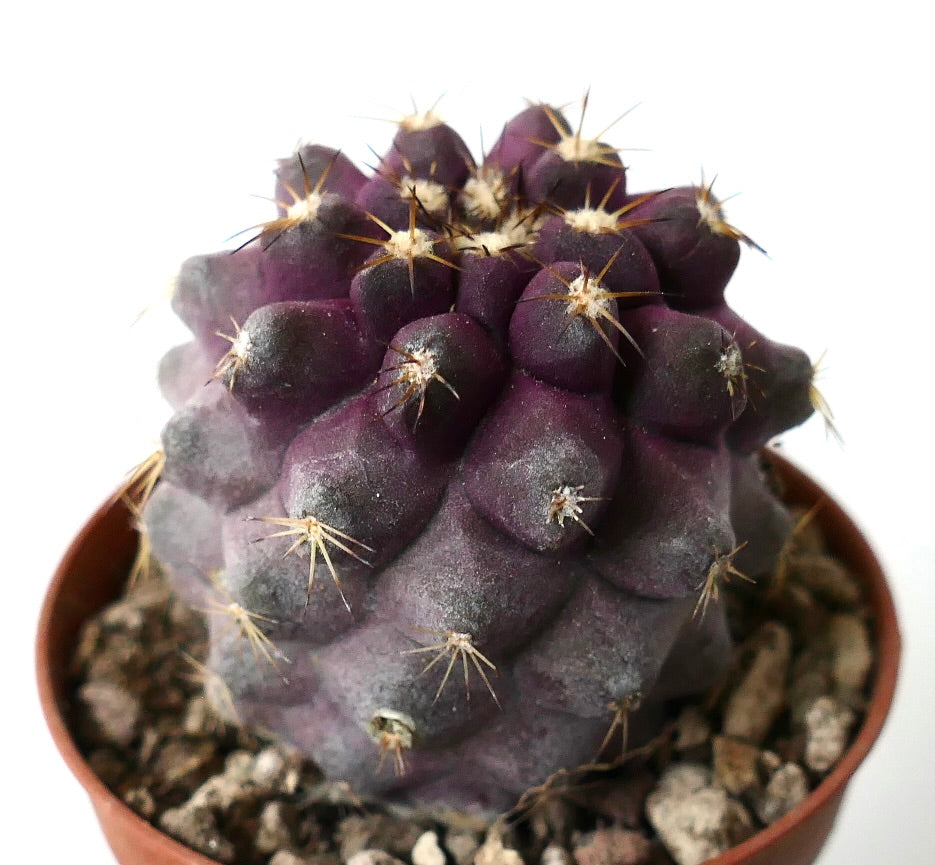 Copiapoa goldii rare purple succulent cactus with small spines in pot
