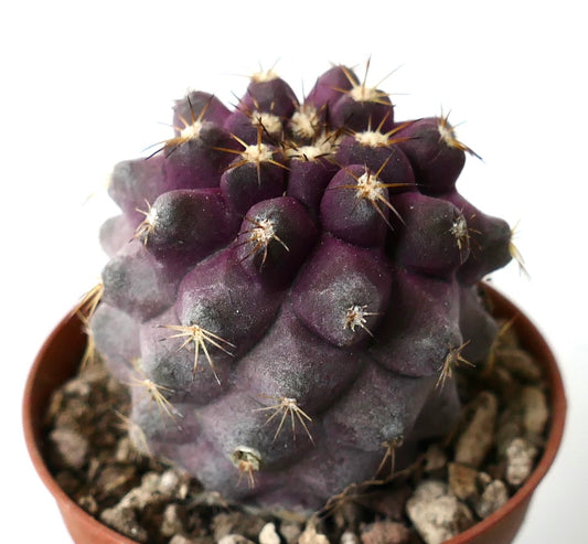 Copiapoa goldii rare purple succulent cactus with small spines in pot