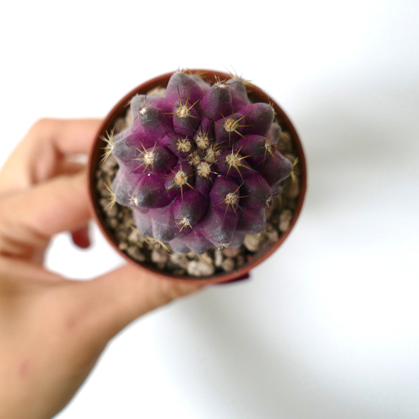Copiapoa goldii rare purple succulent cactus with prominent spines in small pot held by hand