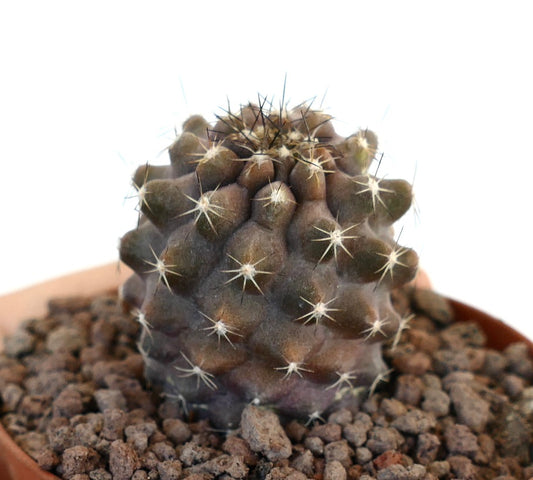Copiapoa goldii X Copiapoa humilis seltene kleine dunkle Sukkulente Kaktus mit kurzen Stacheln