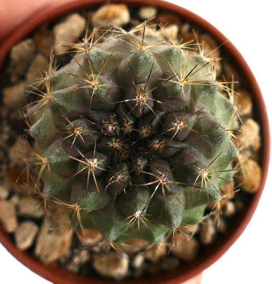 Copiapoa goldii X humilis rare succulent cactus with sharp golden spines close-up