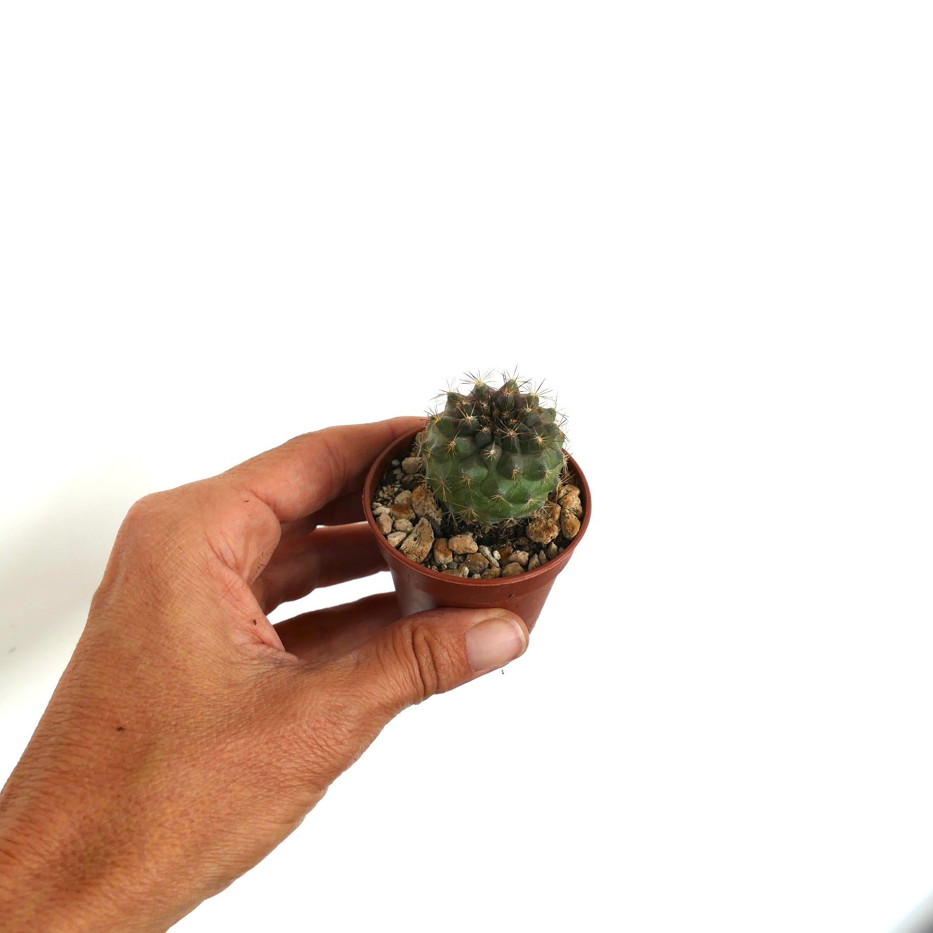 Copiapoa goldii X humilis raro cactus pequeño con espinas doradas afiladas, ejemplar suculento