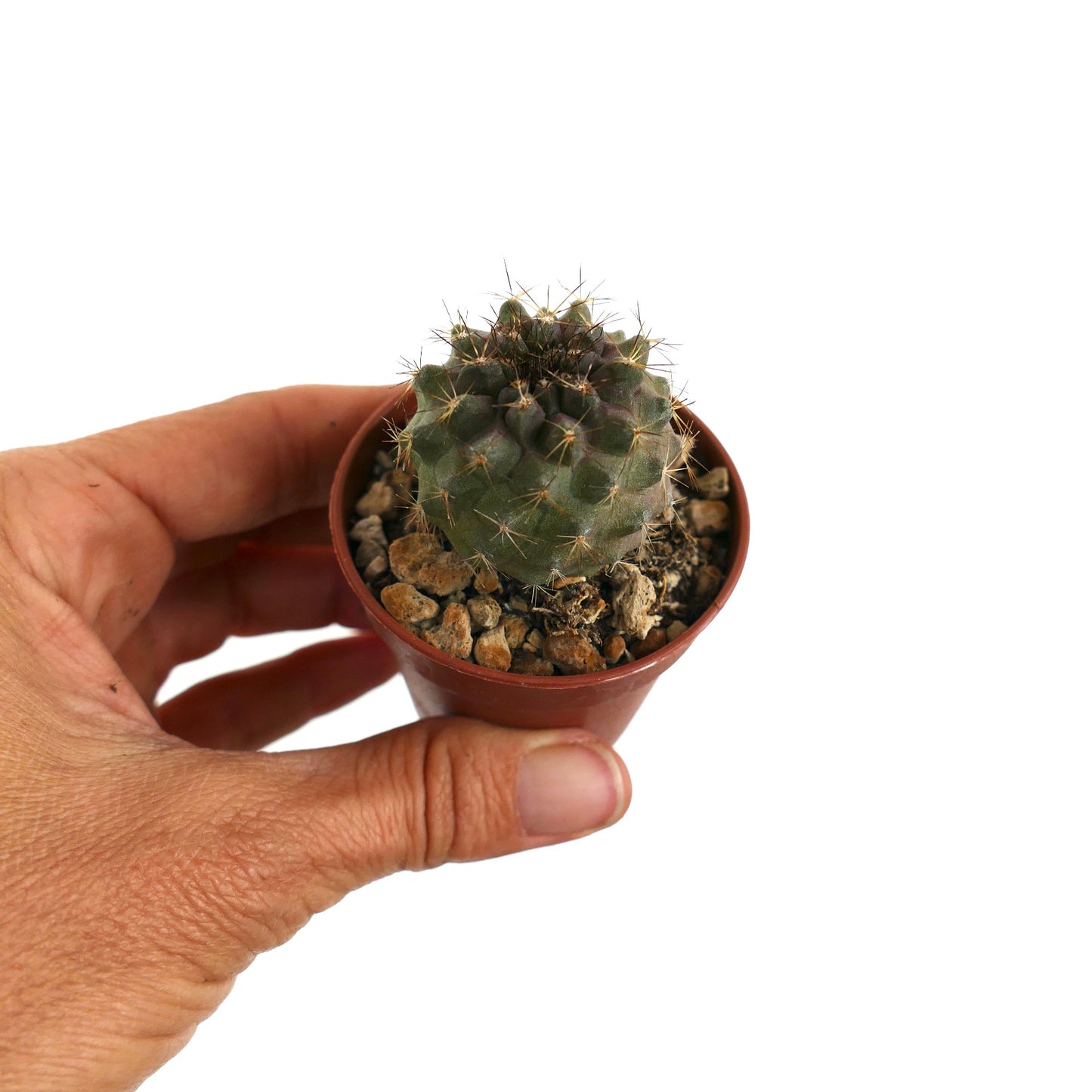 Suculenta rara Copiapoa goldii X humilis con espinas doradas afiladas en primer plano