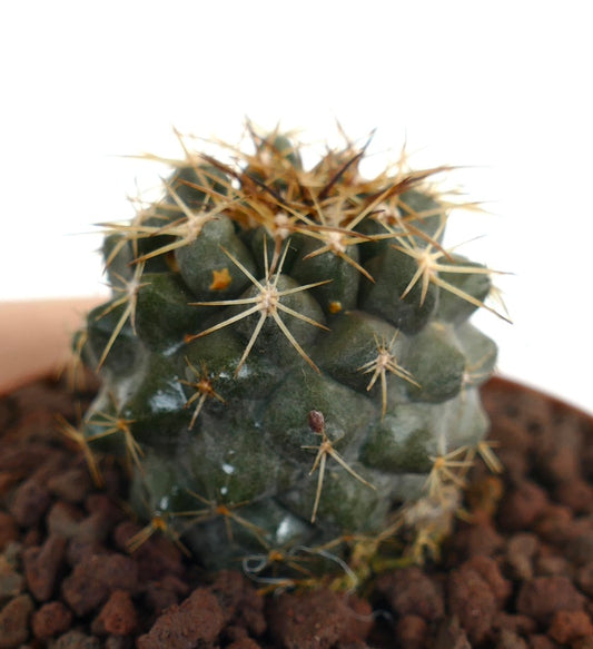 Copiapoa goldii small dark green cactus with sharp yellow spines in rocky soil
