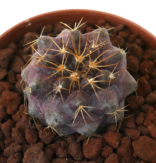 Copiapoa goldii