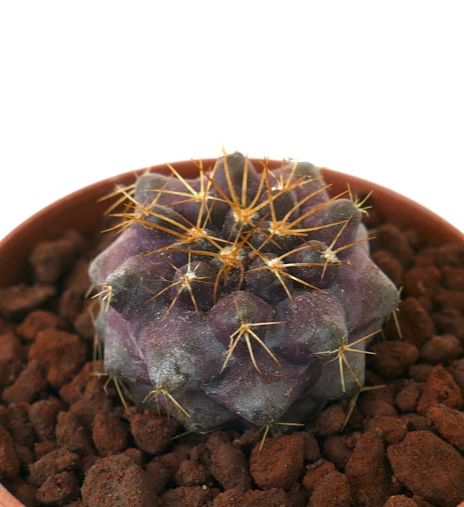 Copiapoa goldii