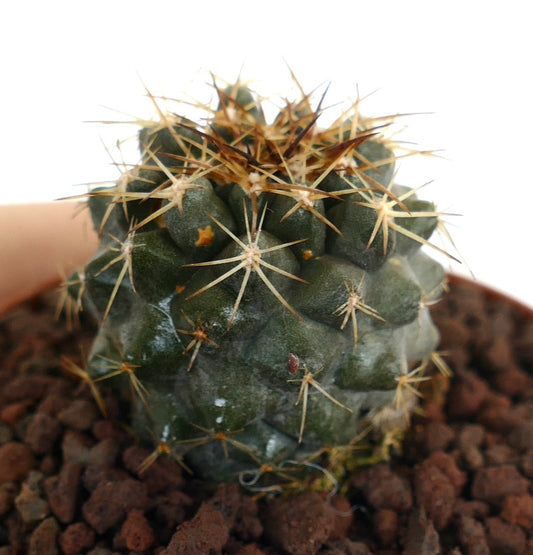 Copiapoa goldii small dark green cactus with sharp yellowish spines in rocky soil