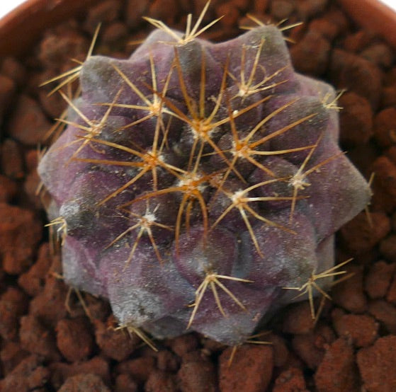 Copiapoa goldii