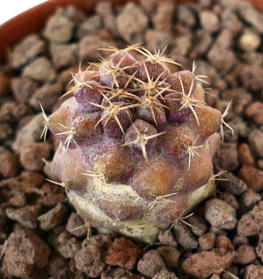 Copiapoa goldii small purple succulent cactus seedling with short spines and rounded tubercles