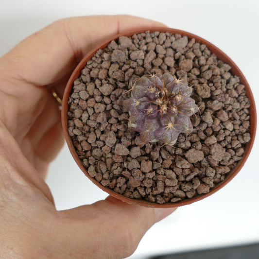 Copiapoa goldii small purple succulent cactus with thin spines in a pot