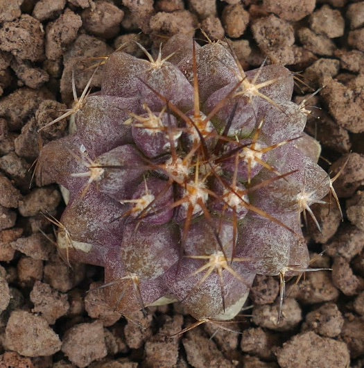 Copiapoa goldii purple succulent cactus with sharp spines and textured surface in soil