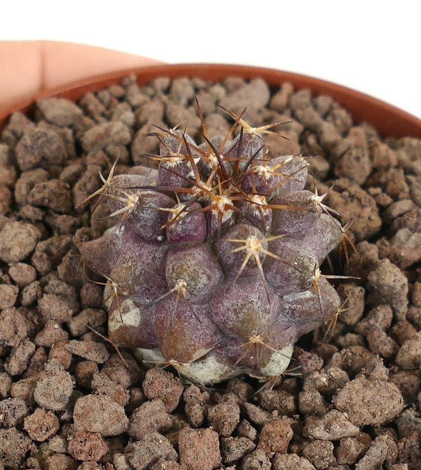 Copiapoa goldii zeldzame kleine paarse cactus met scherpe stekels en een textuur oppervlak