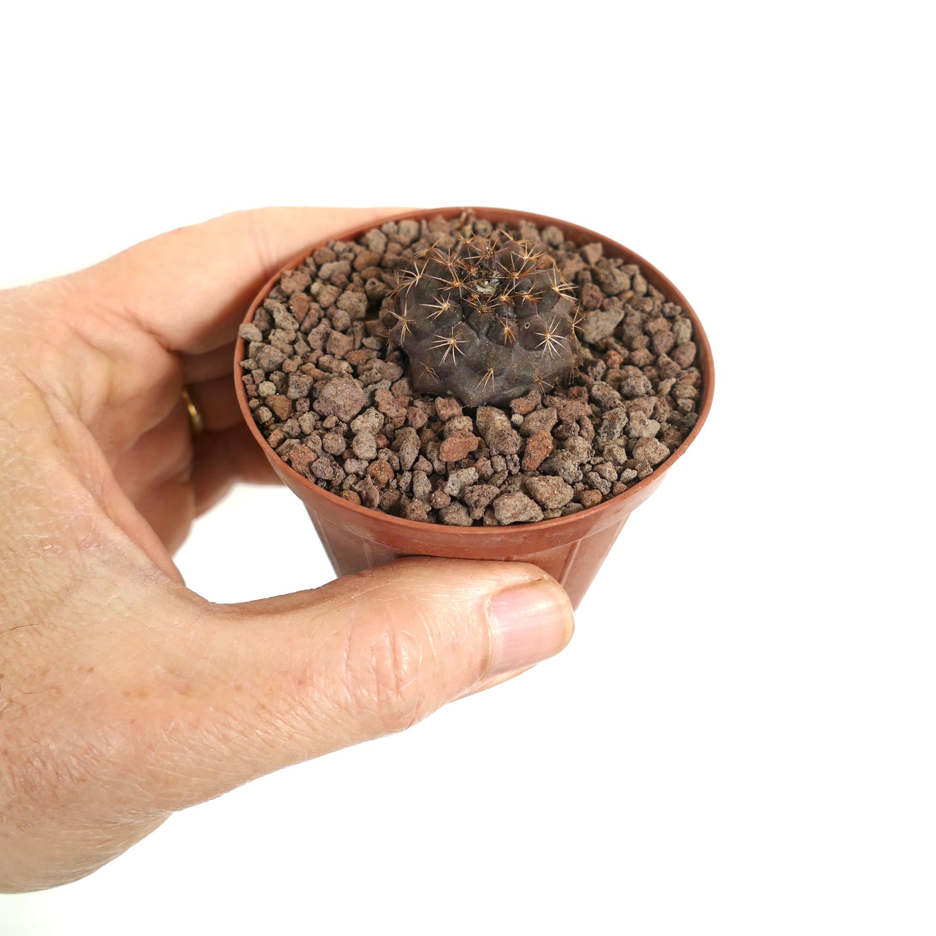 Copiapoa goldii small dark succulent cactus seedling with sharp spines in pot