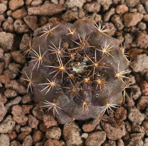 Copiapoa goldii dark succulent cactus seedling with radial spines on rocky soil