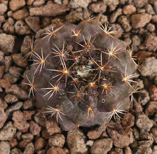 Copiapoa goldii dark succulent cactus seedling with radial spines on rocky soil