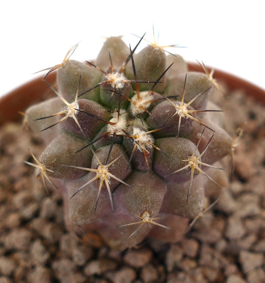 Copiapoa goldii x cinerea sukkulent kaktus med korte brune torner og avrundede knuter