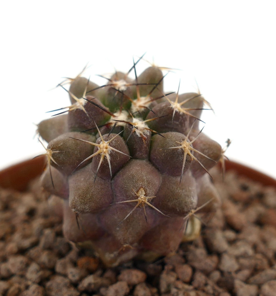 Copiapoa goldii x cinerea rare succulent cactus with short brown spines and rounded tubercles