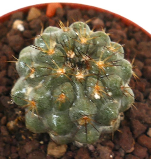 Copiapoa goldii x Copiapoa cinerea seltener Sukkulenten-Kaktus mit dunklen Dornen und abgerundeten Warzen