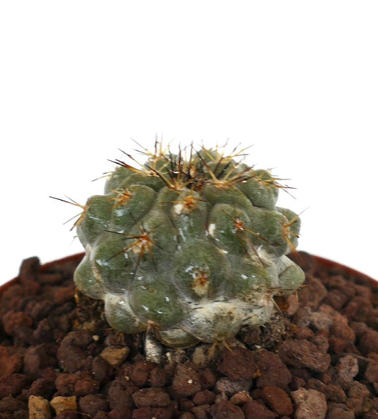 Copiapoa goldii x Copiapoa cinerea seltener Sukkulenten-Kaktus mit dicken Dornen und runden Warzen